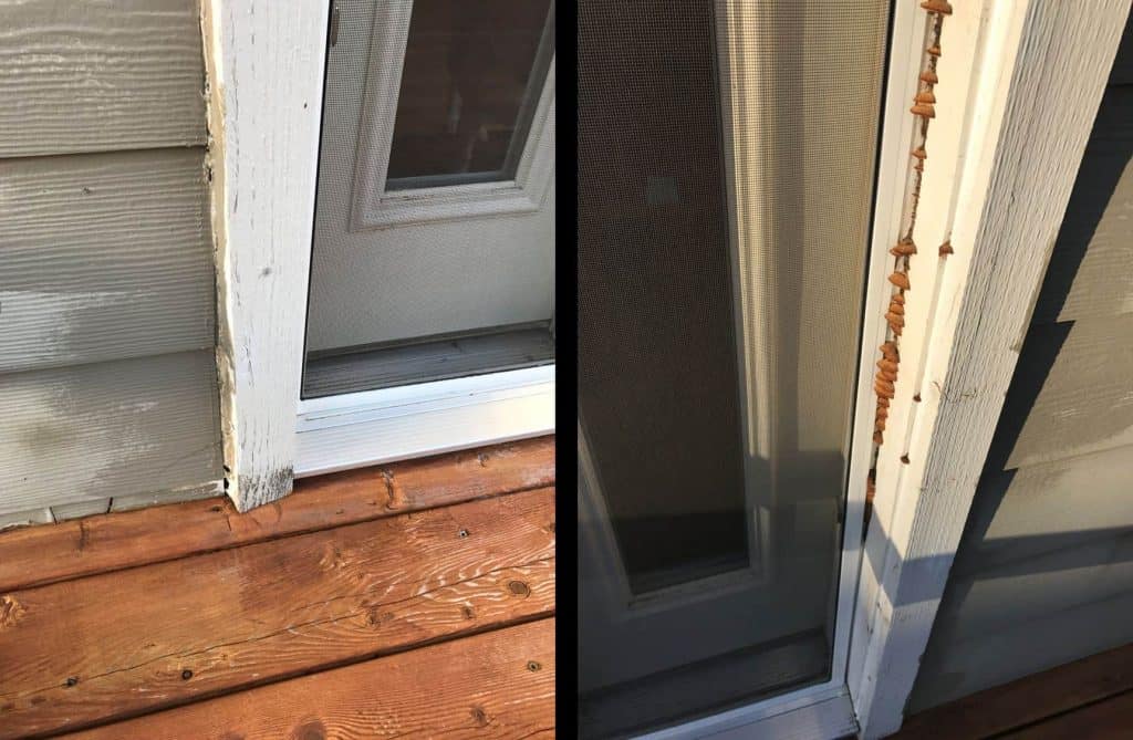 During our initial inspection, there were some obvious signs that there would be some water issues. Notice the failing caulking where the trim meets the siding, the broken pieces of siding, and the mushrooms growing around the door.